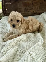 Millie, a female Cavapoo for sale in Seymour, MO – 3 of 5