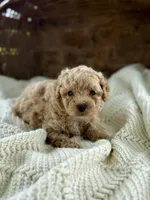 Miles, a male Cavapoo for sale in Seymour, MO – 2 of 4