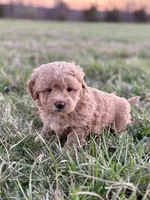 Lulu, a female Miniature Goldendoodle for sale in Seymour, MO – Photo 2 of 3
