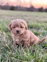 Lulu, a female Miniature Goldendoodle for sale in Seymour, MO – Photo 3 of 3
