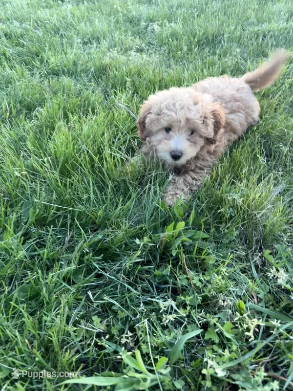Lulu – Miniature Goldendoodle puppy for sale in Seymour, MO