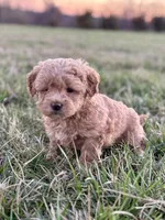 Lulu, a female Miniature Goldendoodle for sale in Seymour, MO – Photo 1 of 3