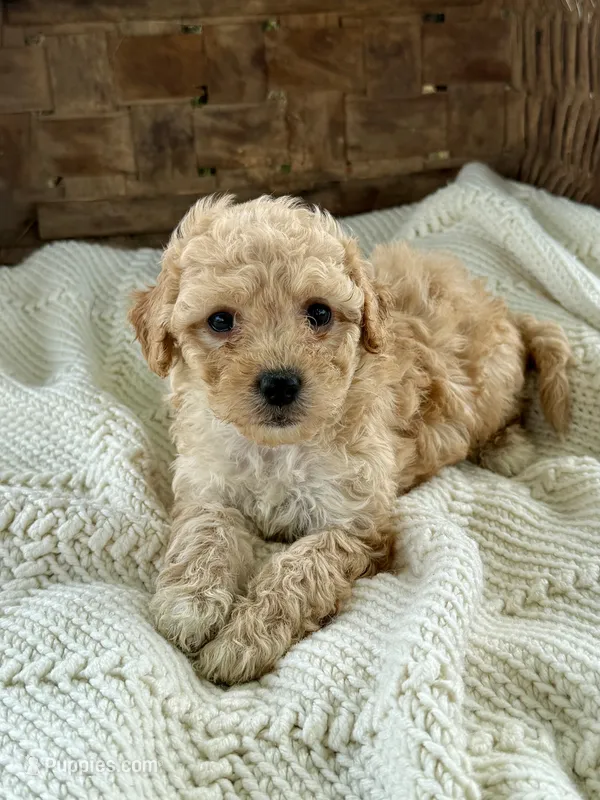 Millie – Cavapoo puppy for sale in Seymour, MO