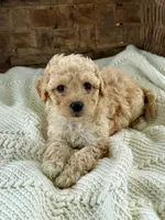 Millie, a female Cavapoo for sale in Seymour, MO – 1 of 5