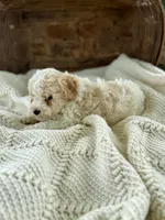 Mila, a female Cavapoo for sale in Seymour, MO – 5 of 5