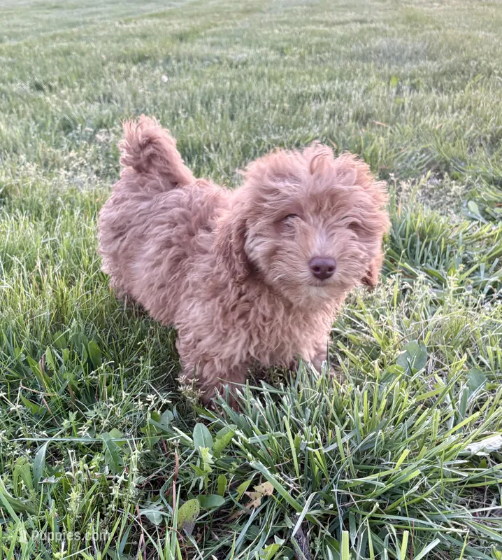 Lucy – Miniature Goldendoodle puppy for sale in Seymour, MO