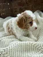 Mitch, a male Cavapoo for sale in Seymour, MO – 2 of 4