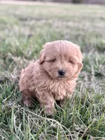 Luke, a male Miniature Goldendoodle for sale in Seymour, MO – Photo 3 of 4