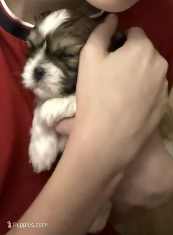Shihtzu Pawz