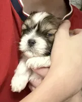 Shihtzu Pawz, a  Shih Tzu for sale in Macon, GA – Photo 4 of 4