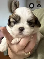 Shihtzu Pawz, a  Shih Tzu for sale in Macon, GA – Photo 3 of 4