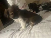 Rosie , a male Miniature Schnauzer and Shih Tzu for sale in Paterson, NJ – Photo 2 of 7