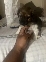 Rosie , a male Miniature Schnauzer and Shih Tzu for sale in Paterson, NJ – Photo 7 of 7