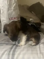 Rosie , a male Miniature Schnauzer and Shih Tzu for sale in Paterson, NJ – Photo 5 of 7