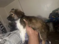 Rosie , a male Miniature Schnauzer and Shih Tzu for sale in Paterson, NJ – Photo 6 of 7