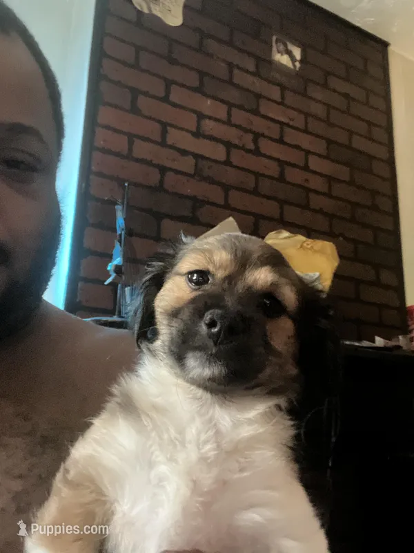 Rosie  – Miniature Schnauzer, Shih Tzu puppy for sale in Paterson, NJ