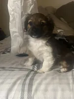 Rosie , a male Miniature Schnauzer and Shih Tzu for sale in Paterson, NJ – Photo 3 of 7