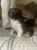 Rosie , a male Miniature Schnauzer and Shih Tzu for sale in Paterson, NJ – Photo 4 of 7