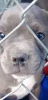 Layla, a female American Bully for sale in Reno, NV – 3 of 3