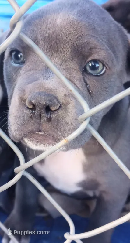 Layla – American Bully puppy for sale in Reno, NV