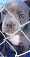 Layla, a female American Bully for sale in Reno, NV – 1 of 3