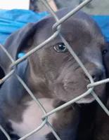 Layla, a female American Bully for sale in Reno, NV – 2 of 3