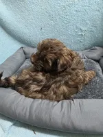 Bobby, a male Shihpoo for sale in Troy, IL – Photo 3 of 4