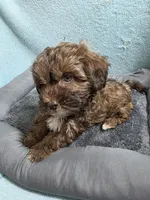 Bobby, a male Shihpoo for sale in Troy, IL – Photo 1 of 4