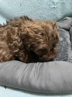 Bobby, a male Shihpoo for sale in Troy, IL – Photo 4 of 4