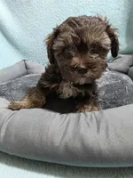 Bobby, a male Shihpoo for sale in Troy, IL – Photo 2 of 4