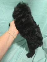 Winston, a male Poodle - Miniature  for sale in Troy, IL – 4 of 4