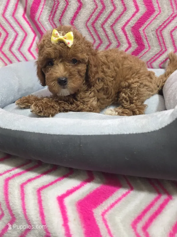 Gabby – Poodle - Miniature  puppy for sale in Troy, IL