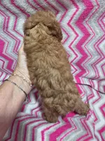 Lucy, a female Poodle - Miniature  for sale in Troy, IL – 4 of 4