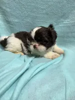 Dallas, a male Shih Tzu for sale in Troy, IL – 5 of 5