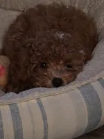 Buttons, a female Poodle - Miniature  for sale in Troy, IL – 3 of 6