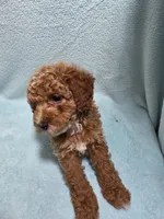 Jack, a male Poodle - Miniature  for sale in Troy, IL – 4 of 6