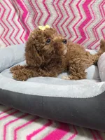 Gabby, a female Poodle - Miniature  for sale in Troy, IL – 2 of 5