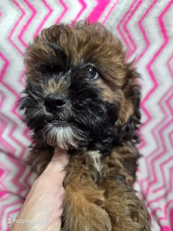 LULU – Shihpoo puppy for sale in Troy, IL