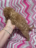 Lucy, a female Poodle - Toy  for sale in Troy, IL – 5 of 5