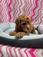 Gracie, a female Poodle - Miniature  for sale in Troy, IL – 2 of 3