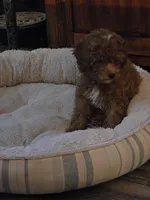 Buttons, a female Poodle - Miniature  for sale in Troy, IL – 6 of 6