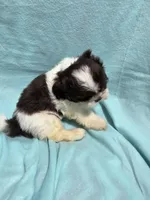 Dallas, a male Shih Tzu for sale in Troy, IL – 3 of 5