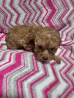 Lucy, a female Poodle - Toy  for sale in Troy, IL – 3 of 5
