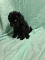 Winston, a male Poodle - Toy  for sale in Troy, IL – 3 of 4