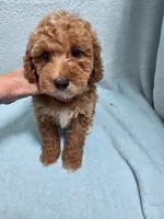 Jack, a male Poodle - Miniature  for sale in Troy, IL – 2 of 6