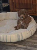 Buttons, a female Poodle - Miniature  for sale in Troy, IL – 4 of 6