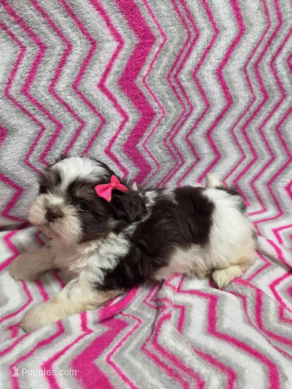 Daisy – Shih Tzu puppy for sale in Troy, IL