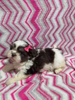 Daisy, a female Shih Tzu for sale in Troy, IL – 1 of 4