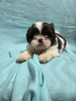 Dallas, a male Shih Tzu for sale in Troy, IL – 4 of 5