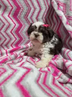 Daisy, a female Shih Tzu for sale in Troy, IL – 3 of 4
